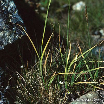 Carex fimbriata Schkuhr, © 2022, Andreas Gygax