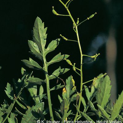 Rorippa ×anceps (Wahlenb.) Rchb., © 2022, Konrad Lauber – Flora Helvetica – Haupt Verlag