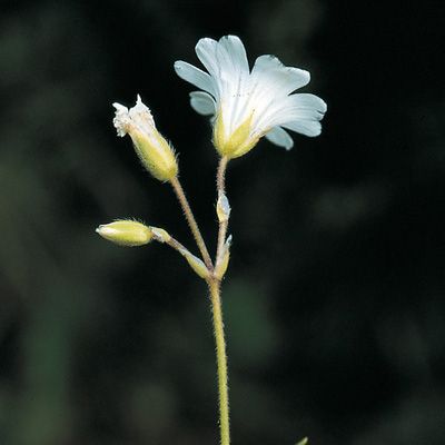 Cerastium arvense subsp. suffruticosum (L.) Ces., © 2022, Konrad Lauber – Flora Helvetica – Haupt Verlag
