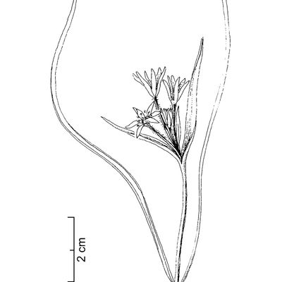 Gagea villosa (M. Bieb.) Sweet, © 2022, Stefan Eggenberg – Flora Vegetativa - Haupt Verlag