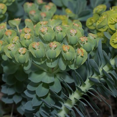 Euphorbia myrsinites L., 23 April 2018, © Copyright Françoise Alsaker – Euphorbiaceae