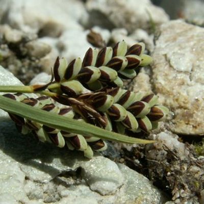 Carex bicolor All., © 2006, NULL – St-Luc VS