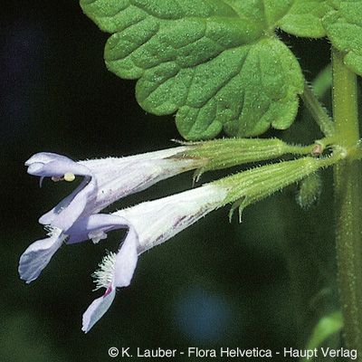 Glechoma hederacea subsp. hirsuta (Waldst. & Kit.) Gams, © 2022, Konrad Lauber – Flora Helvetica – Haupt Verlag