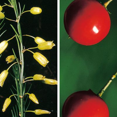 Asparagus officinalis L., © 2022, Konrad Lauber – Flora Helvetica – Haupt Verlag