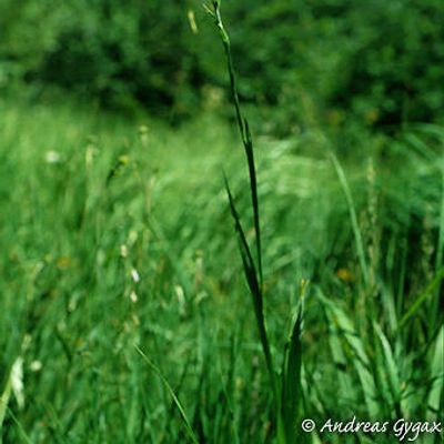 Gladiolus imbricatus L., © 2022, Andreas Gygax