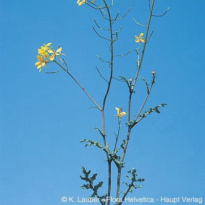 Erucastrum nasturtiifolium (Poir.) O. E. Schulz, © 2022, Konrad Lauber – Flora Helvetica – Haupt Verlag