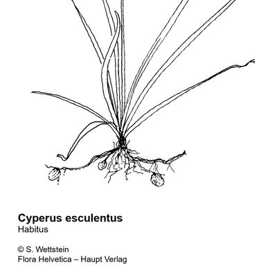 Cyperus esculentus L., © 2022, Sacha Wettstein – Flora Vegetativa - Haupt Verlag