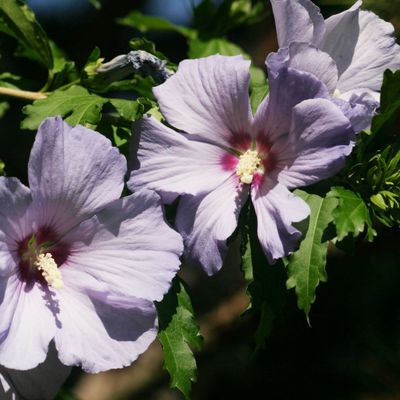 Hibiscus syriacus L., © Copyright Christophe Bornand