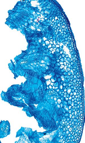 Galanthus nivalis L., © 2022, Hugo Berger – Stängel, 100x