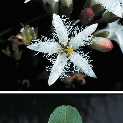 Menyanthes trifoliata L., © 2022, Konrad Lauber – Flora Helvetica – Haupt Verlag