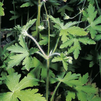 Geranium divaricatum Ehrh., © 2022, Konrad Lauber – Flora Helvetica – Haupt Verlag