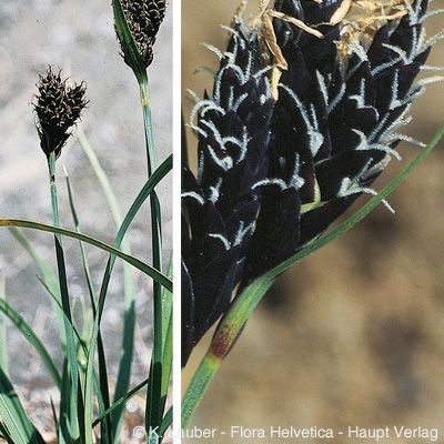 Carex parviflora Host, © 2022, Konrad Lauber – Flora Helvetica – Haupt Verlag