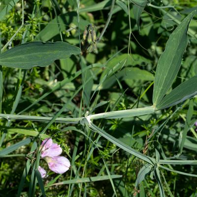 Lathyrus latifolius L., 15 June 2018, Françoise Alsaker – Fabaceae