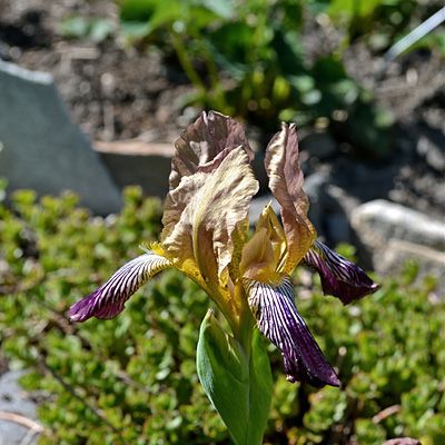 Iris ×germanica L., © 2012, Karsten Rohweder