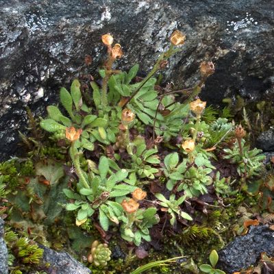Saxifraga seguieri Spreng., 10 August 2017, © Copyright Françoise Alsaker – Saxifragaceae