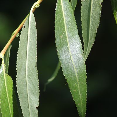 Salix euxina I. V. Belyaeva, © Copyright Christophe Bornand