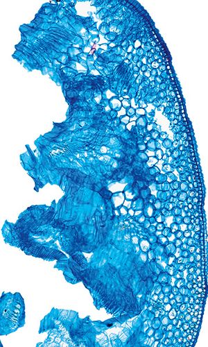 Galanthus nivalis L., 17 May 2023, © 2022, Hugo Berger – Stängel, 100x