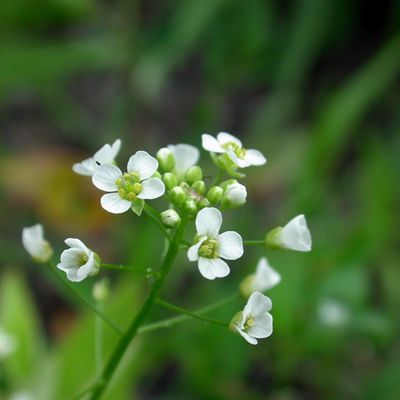 Capsella grandiflora (Fauché & Chaub.) Boiss., 1 March 2017, © 2022, Adrian Möhl