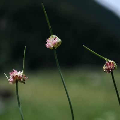 Allium oleraceum L., © 2022, Hugh Knott – Zermatt