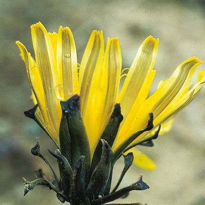 Taraxacum ceratophorum aggr., © 2022, Konrad Lauber – Flora Helvetica – Haupt Verlag