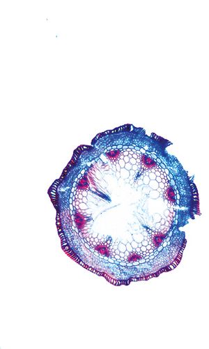 Aphyllanthes monspeliensis L., 17 May 2023, © 2022, Hugo Berger – Stängel, 100x