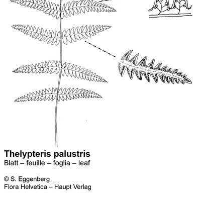 Thelypteris palustris Schott, © 2022, Stefan Eggenberg – Flora Vegetativa - Haupt Verlag