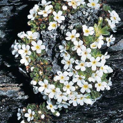 Androsace pubescens DC., © 2022, Konrad Lauber – Flora Helvetica – Haupt Verlag