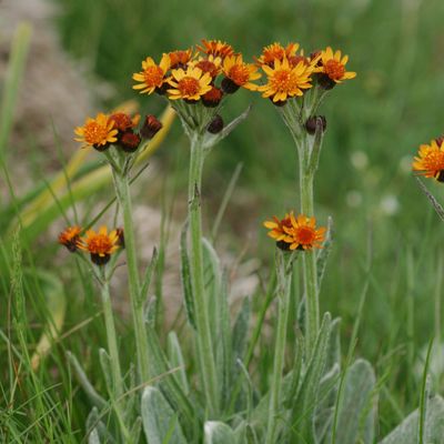 Tephroseris capitata (Wahlenb.) Griseb. & Schenk, © Copyright Christophe Bornand