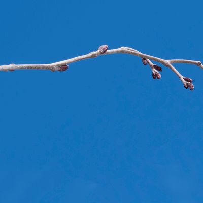 Alnus incana (L.) Moench, 8 March 2018, © Copyright Françoise Alsaker – Betulaceae Birkengewächse