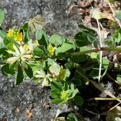Trifolium dubium Sibth., 29 May 2017, Françoise Alsaker – Fabaceae