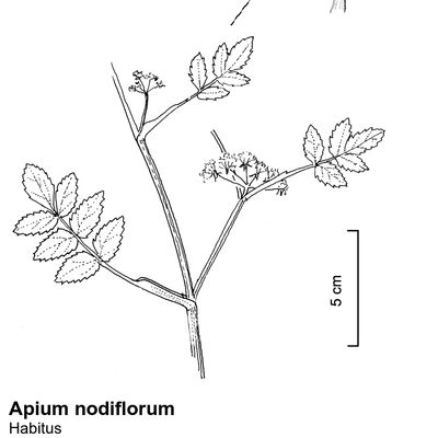 Apium nodiflorum (L.) Lag., 12 January 2023, © 2022, Stefan Eggenberg – Flora Vegetativa © Haupt Verlag