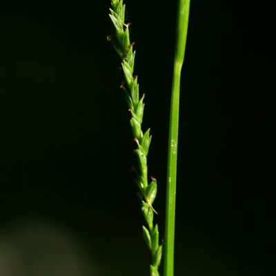 Carex strigosa Huds., © Copyright Christophe Bornand