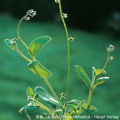Myosotis ramosissima Rochel, © 2022, Konrad Lauber – Flora Helvetica – Haupt Verlag