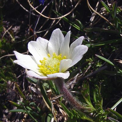Anemone baldensis L., © 2005, H.-P. Wyss