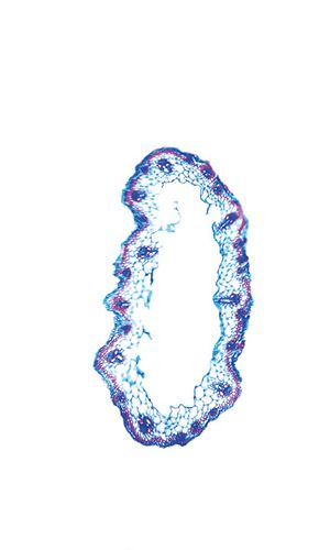 Catabrosa aquatica (L.) P. Beauv., 17 May 2023, © 2022, Hugo Berger – Stängel, 100x