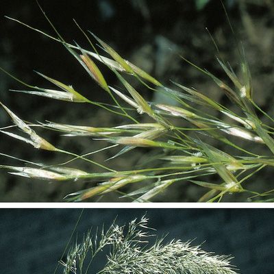 Achnatherum calamagrostis (L.) P. Beauv., © 2022, Konrad Lauber – Flora Helvetica – Haupt Verlag
