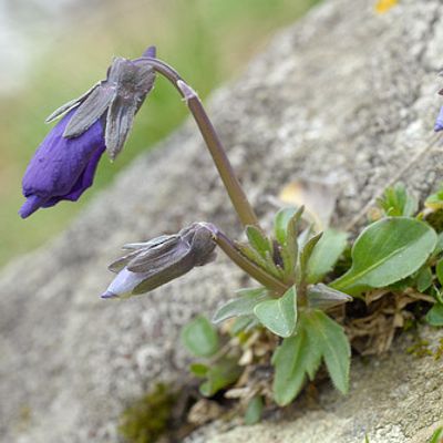 Viola calcarata L., © 2007, Beat Bäumler – Turtmanntal (VS)