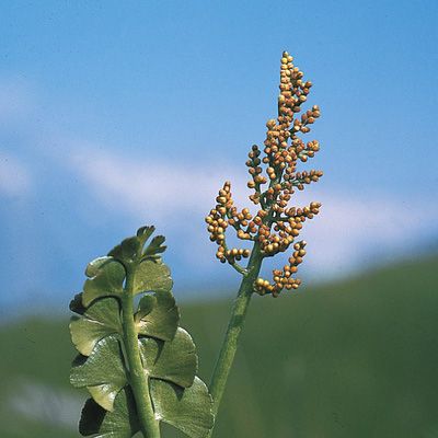 Botrychium lunaria (L.) Sw., © 2022, Konrad Lauber – Flora Helvetica – Haupt Verlag