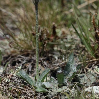 Hieracium glanduliferum Hoppe, © 2022, Hugh Knott – Zermatt