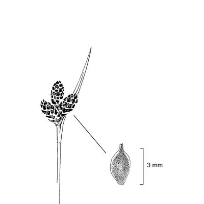Carex parviflora Host, 7 January 2021, © 2022, Stefan Eggenberg – Flora Vegetativa - Haupt Verlag