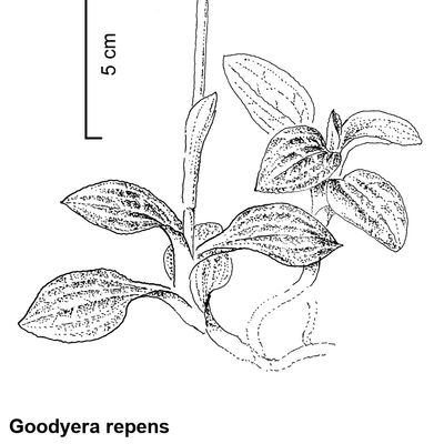 Goodyera repens (L.) R. Br., 2 December 2022, © 2022, Stefan Eggenberg – Flora Vegetativa - Haupt Verlag
