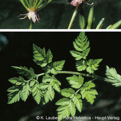 Chaerophyllum temulum L., © 2022, Konrad Lauber – Flora Helvetica – Haupt Verlag
