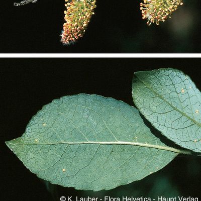 Salix myrsinifolia Salisb., © 2022, Konrad Lauber – Flora Helvetica – Haupt Verlag