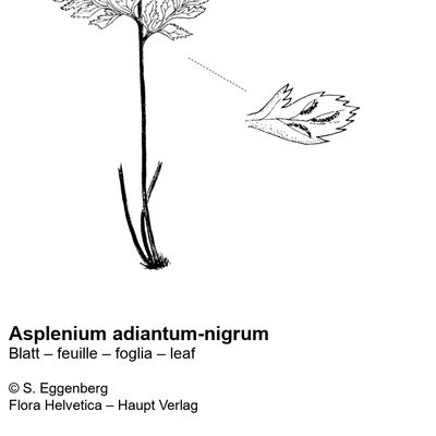 Asplenium adiantum-nigrum L., 22 October 2022, © 2022, Stefan Eggenberg – Flora Vegetativa - Haupt Verlag