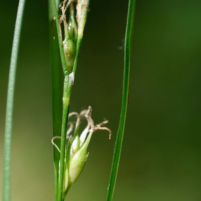 Carex depauperata With., © 2022, Philippe Juillerat