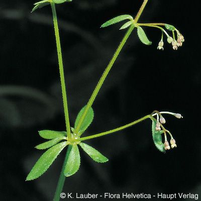 Galium parisiense L., © 2022, Konrad Lauber – Flora Helvetica – Haupt Verlag