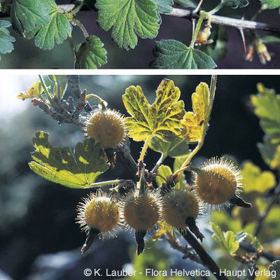 Ribes uva-crispa L., © 2022, Konrad Lauber – Flora Helvetica – Haupt Verlag