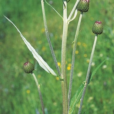 Cirsium helenioides (L.) Hill, © 2022, Konrad Lauber – Flora Helvetica – Haupt Verlag