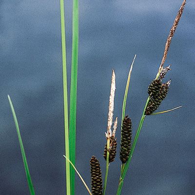 Carex cespitosa L., © 2022, Konrad Lauber – Flora Helvetica – Haupt Verlag