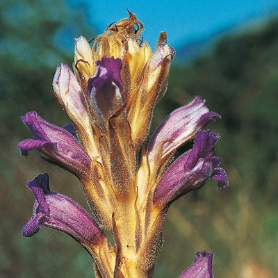 Orobanche purpurea aggr., © 2022, Konrad Lauber – Flora Helvetica – Haupt Verlag